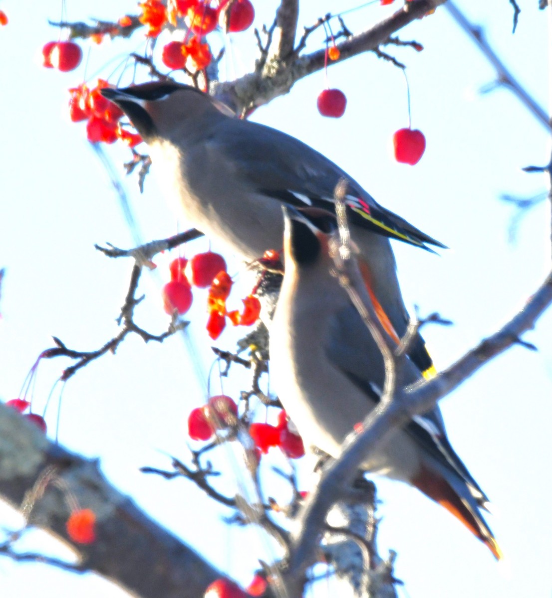 Шивэр энхэт бялзуухай - ML646603346