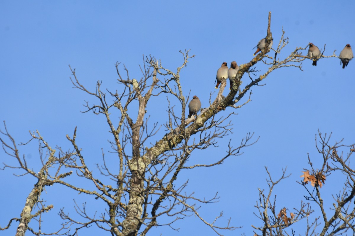 Seidenschwanz - ML646603347