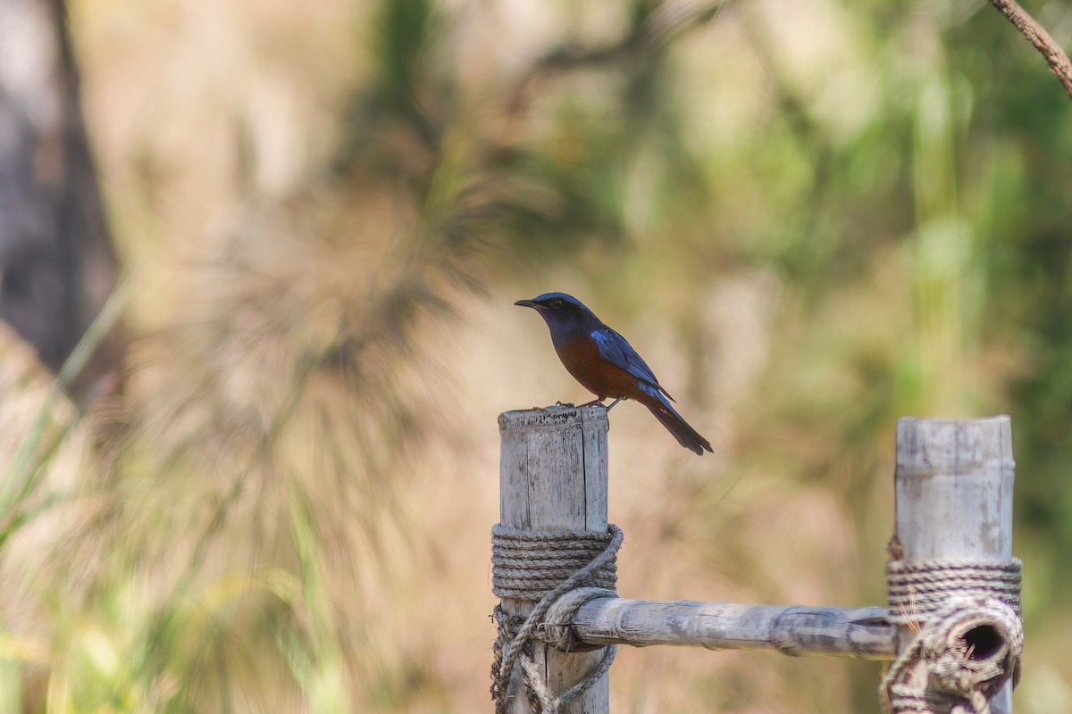 Chestnut-bellied Rock-Thrush - ML646603349