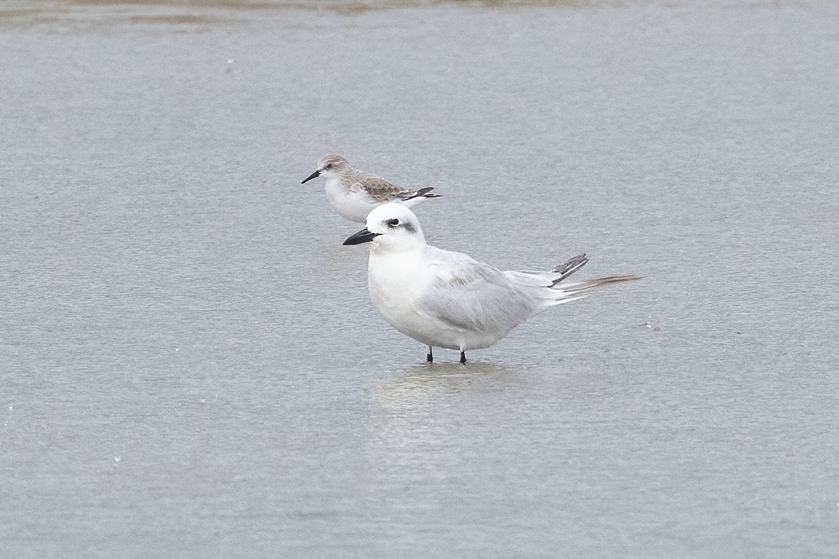 Gambecchio collorosso - ML646603350