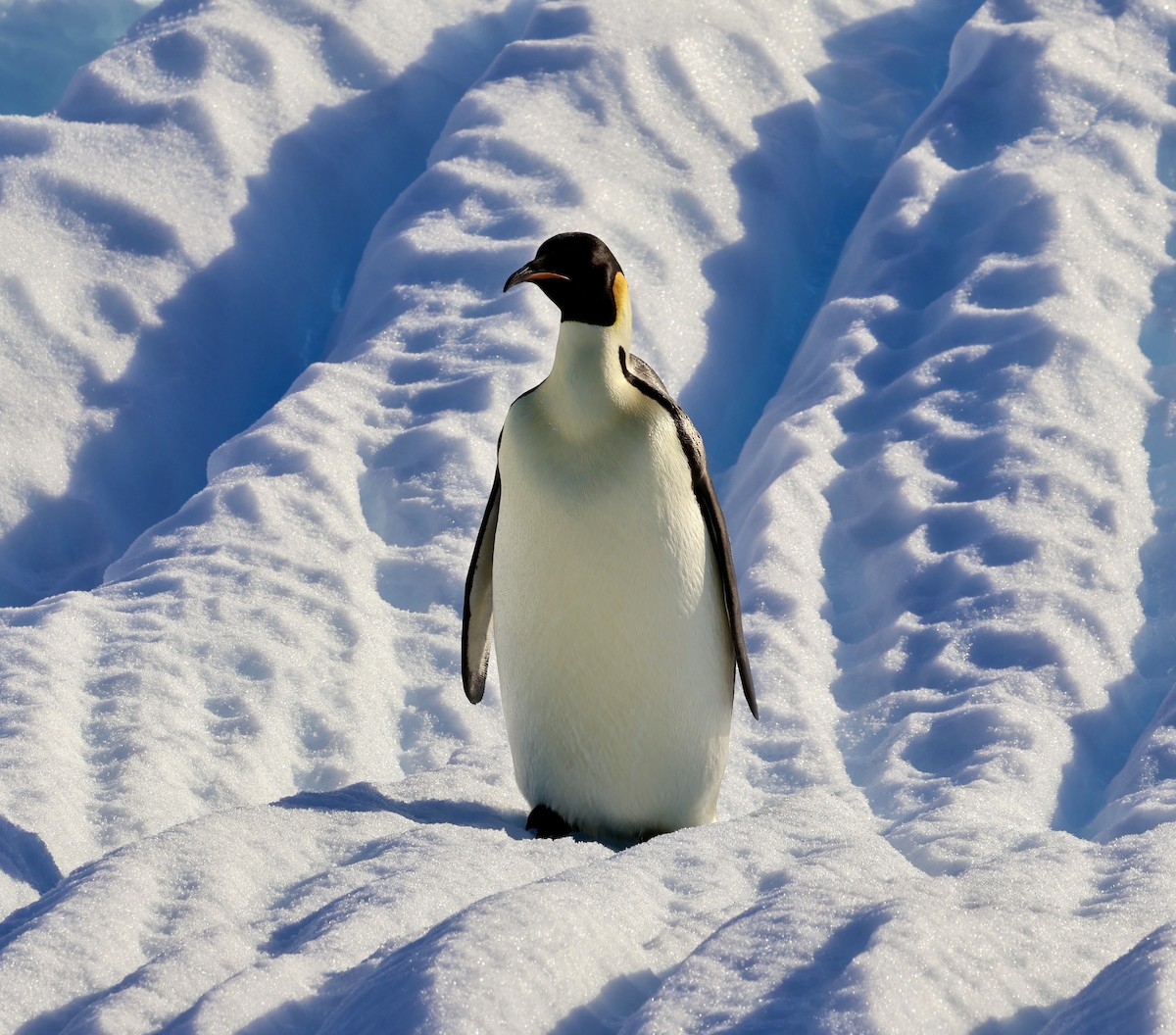 コウテイペンギン - ML646603354