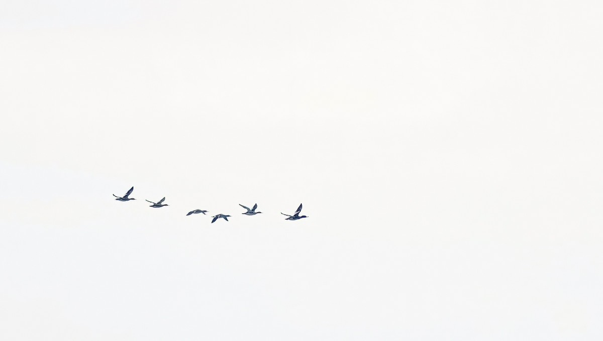 ウミアイサ - ML646603358