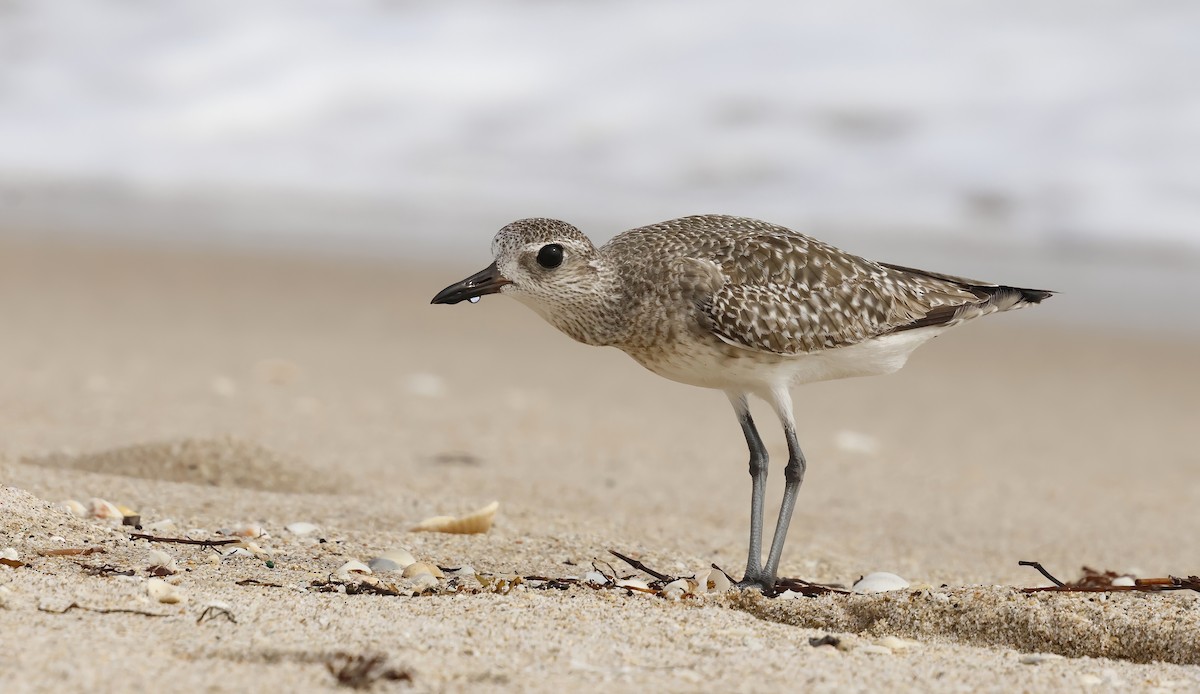 Black-bellied Plover - ML646603360