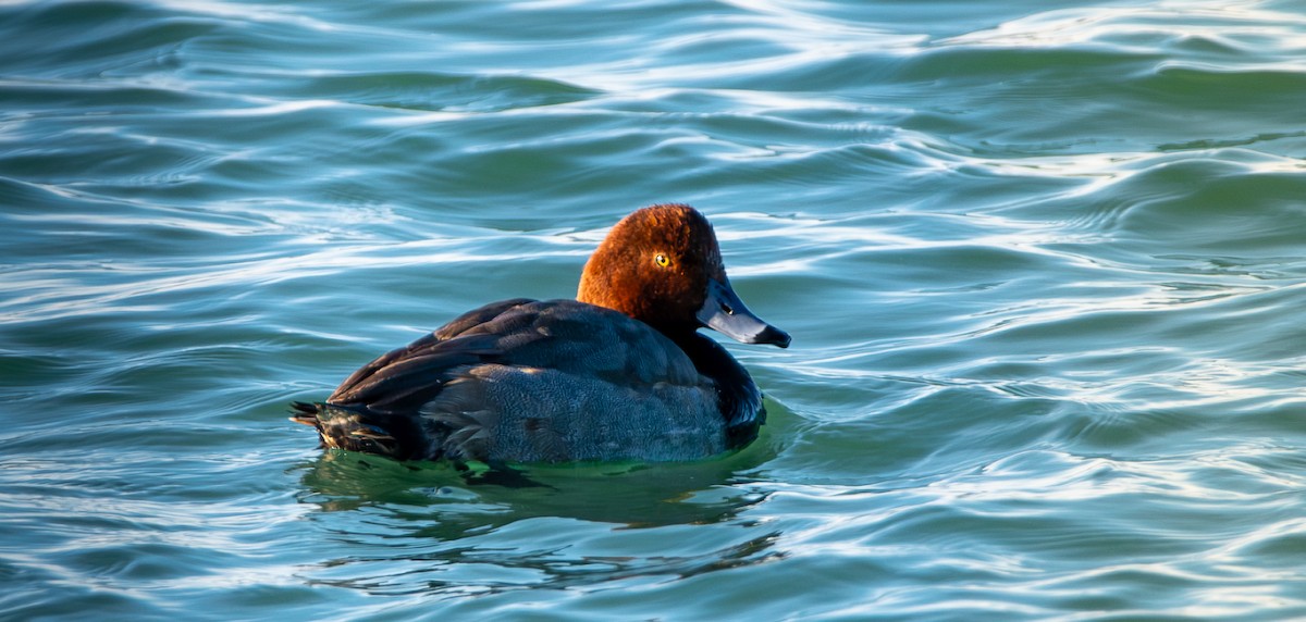 Redhead - ML646603361