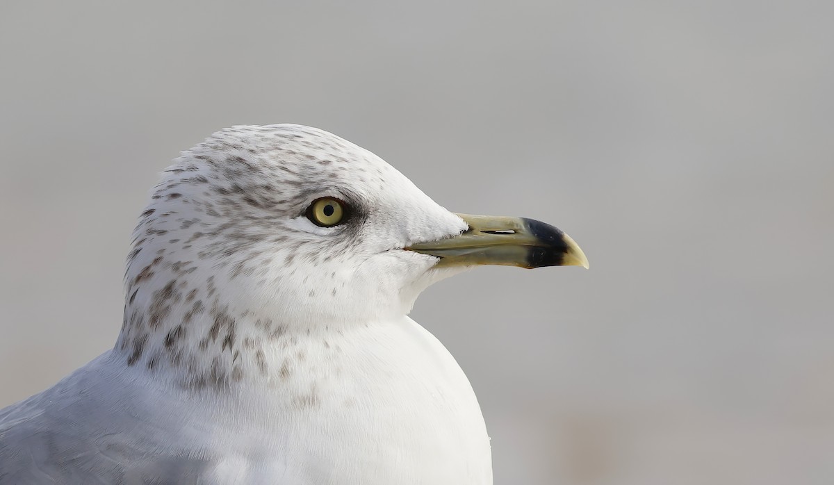 Ring-billed Gull - ML646603370
