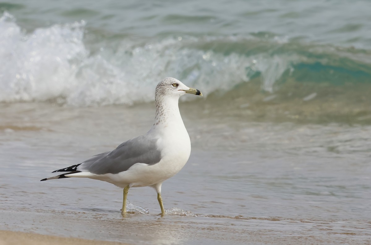 Ring-billed Gull - ML646603371