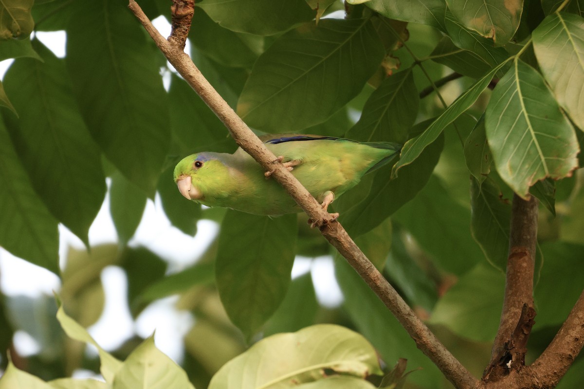 Pacific Parrotlet - ML646603376