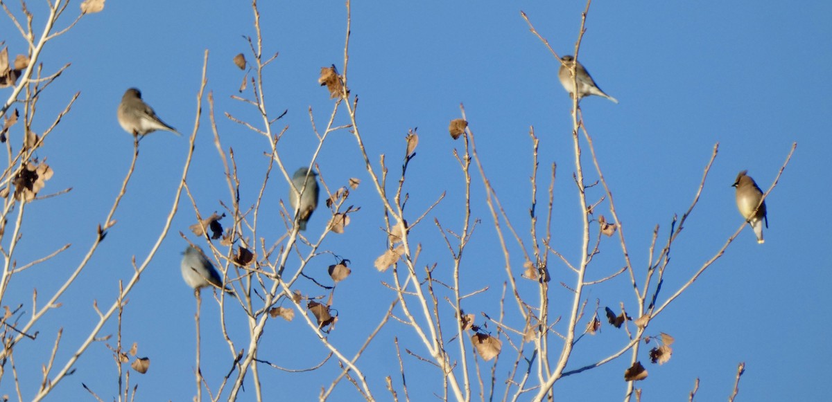 Mountain Bluebird - ML646603377