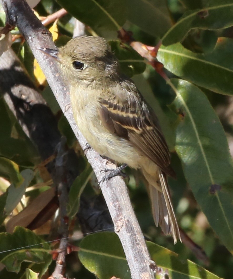 Western Flycatcher - ML646603379
