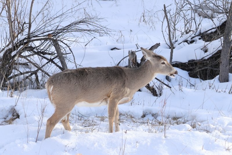 White-tailed Deer - ML646603380