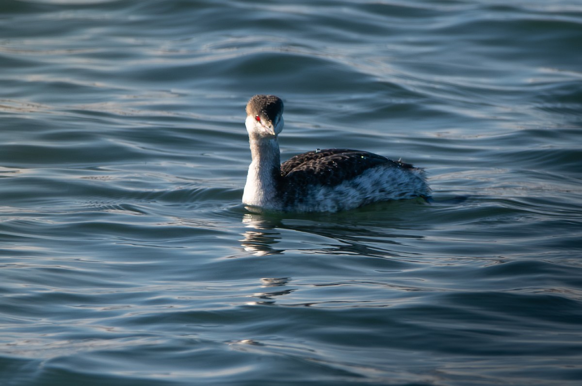 Horned Grebe - ML646603381