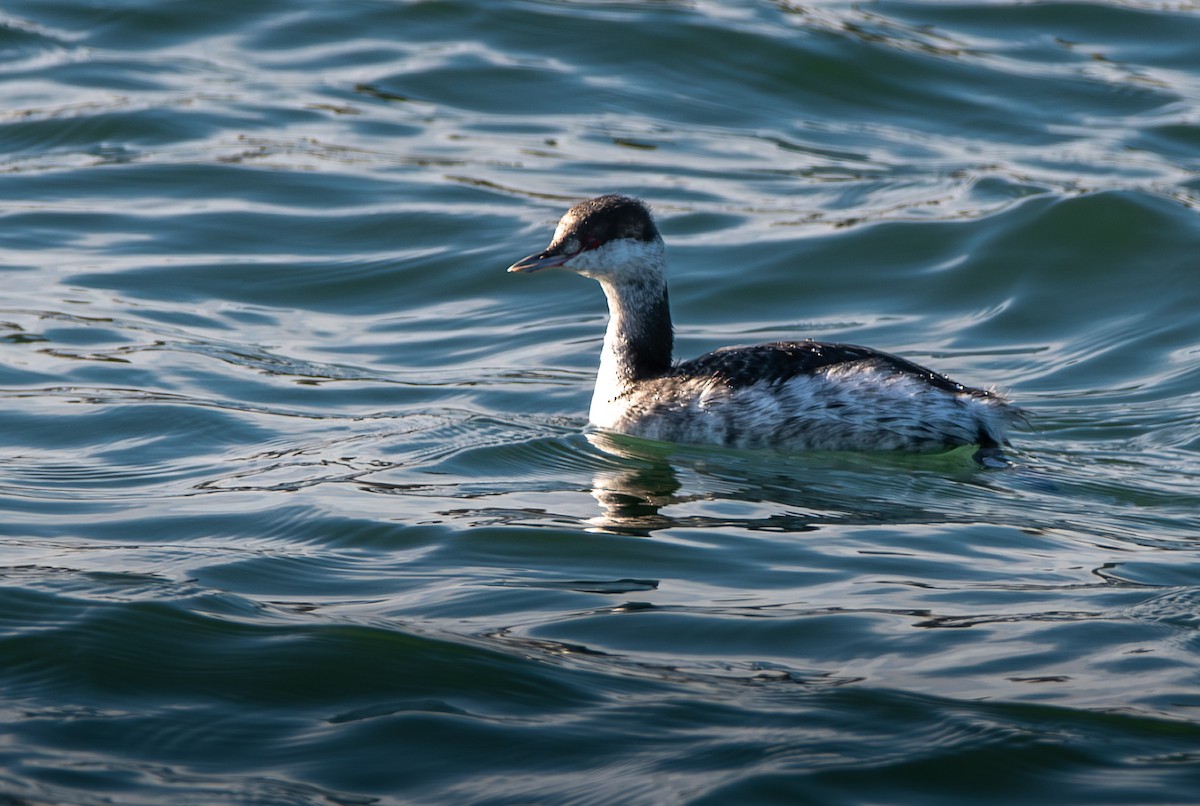 Horned Grebe - ML646603382
