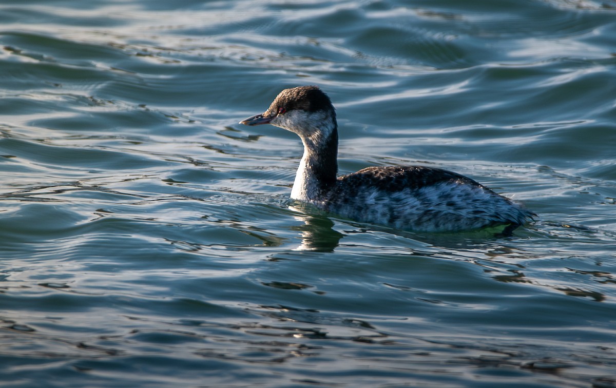 Horned Grebe - ML646603383
