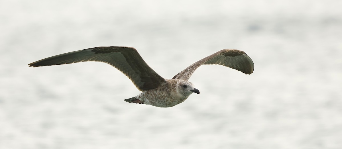 Lesser Black-backed Gull - ML646603384