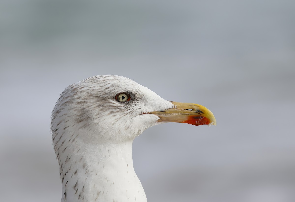 Lesser Black-backed Gull - ML646603385