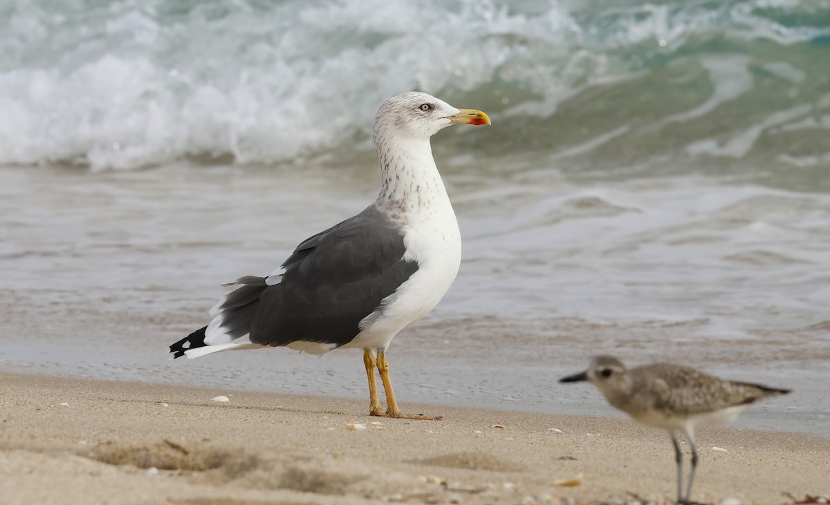 Lesser Black-backed Gull - ML646603386