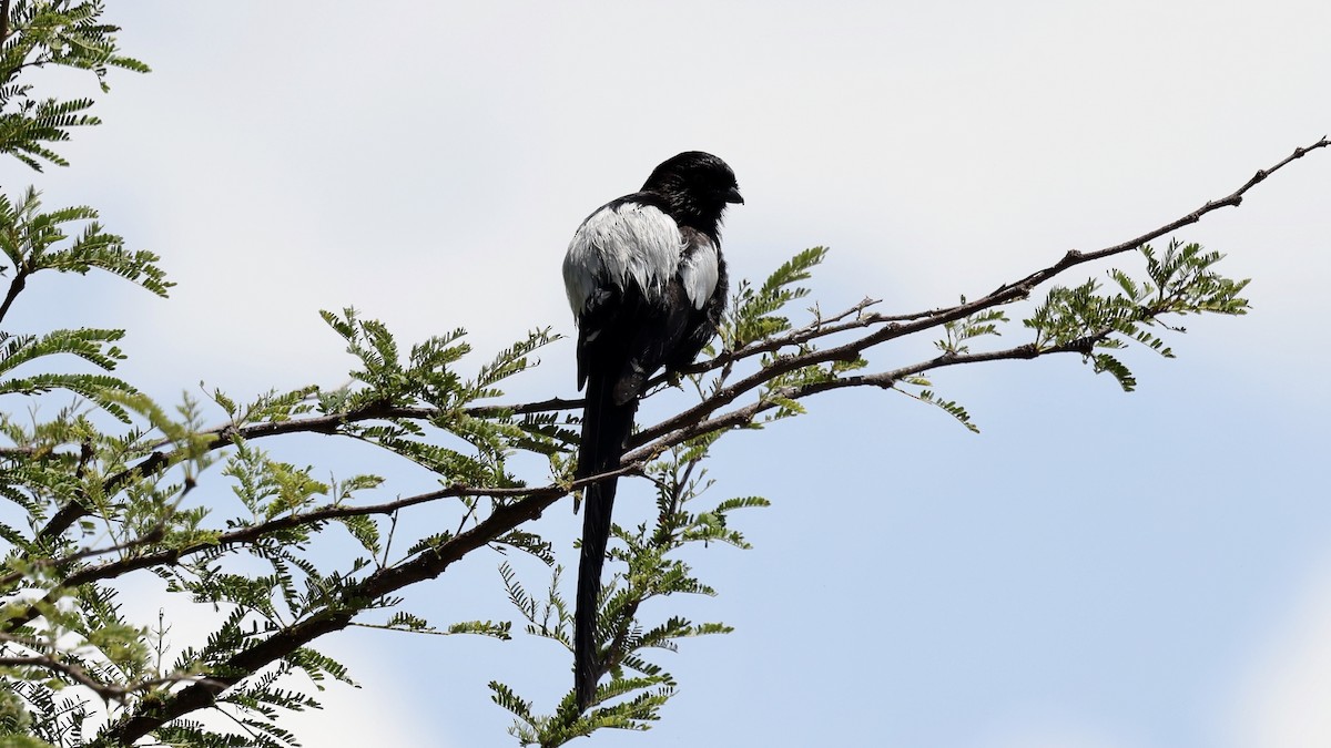 Magpie Shrike - ML646603387