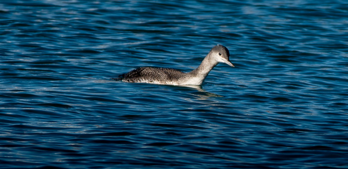 Red-throated Loon - ML646603389