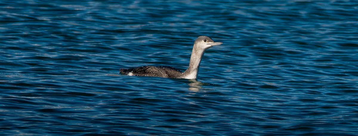 Red-throated Loon - ML646603390