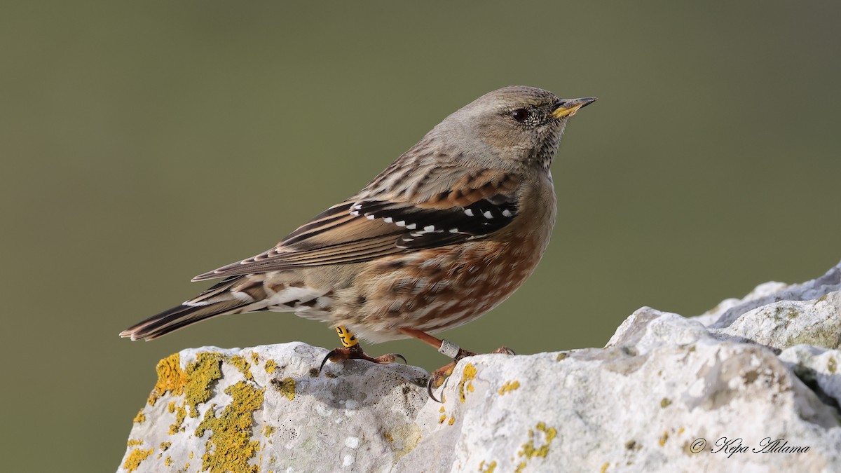 イワヒバリ - ML646603391