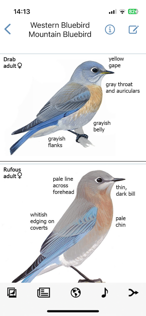 Mountain Bluebird - ML646603392