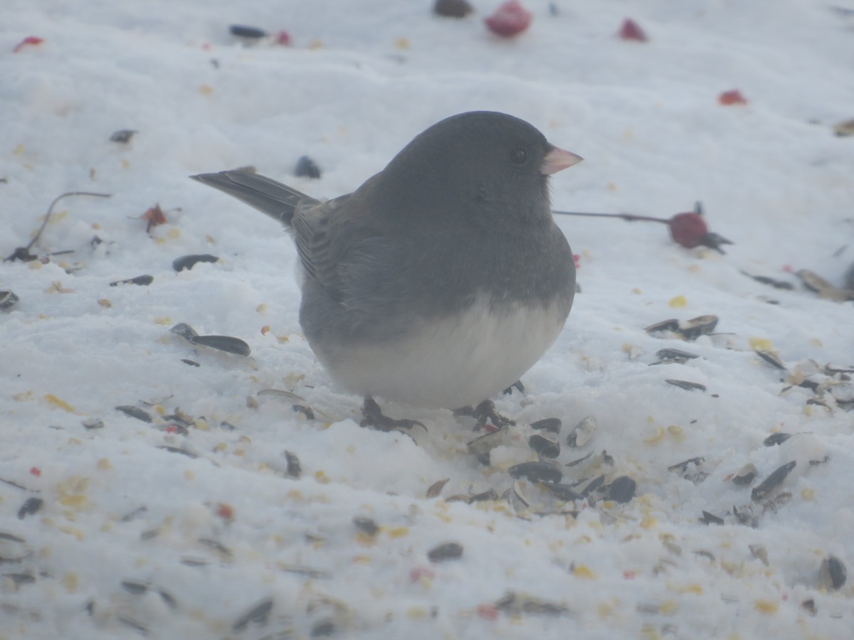 Winterammer - ML646603399