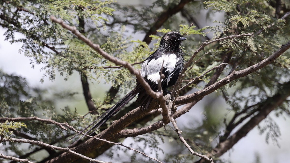 Magpie Shrike - ML646603400