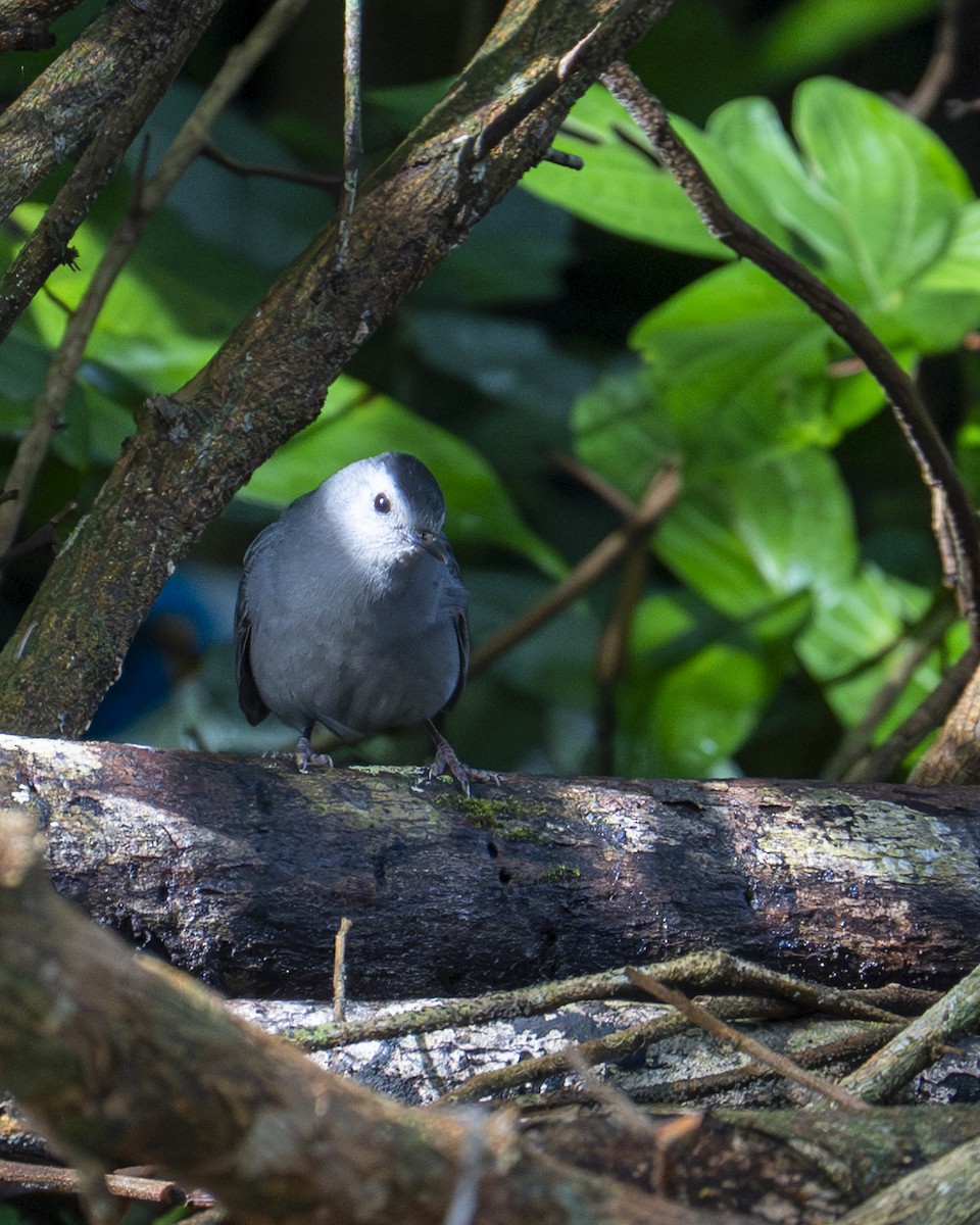 Пересмішник сірий - ML646603401