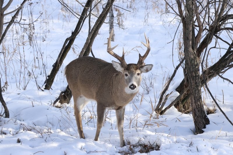 White-tailed Deer - ML646603403