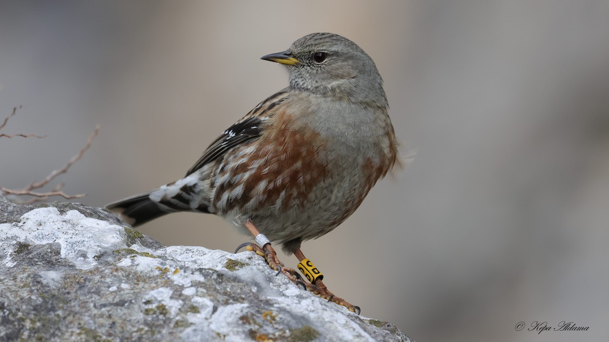 イワヒバリ - ML646603406