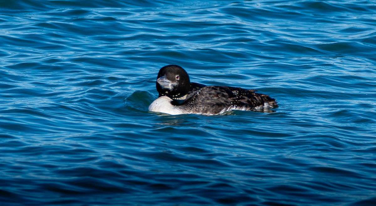 Common Loon - ML646603407