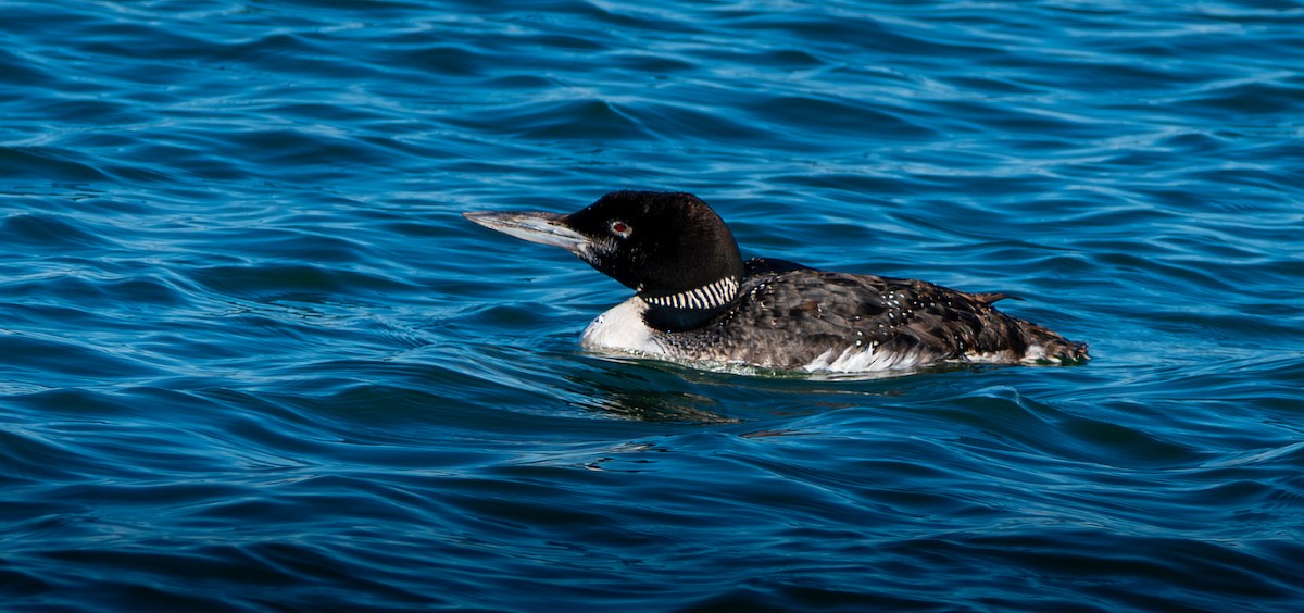 Common Loon - ML646603408
