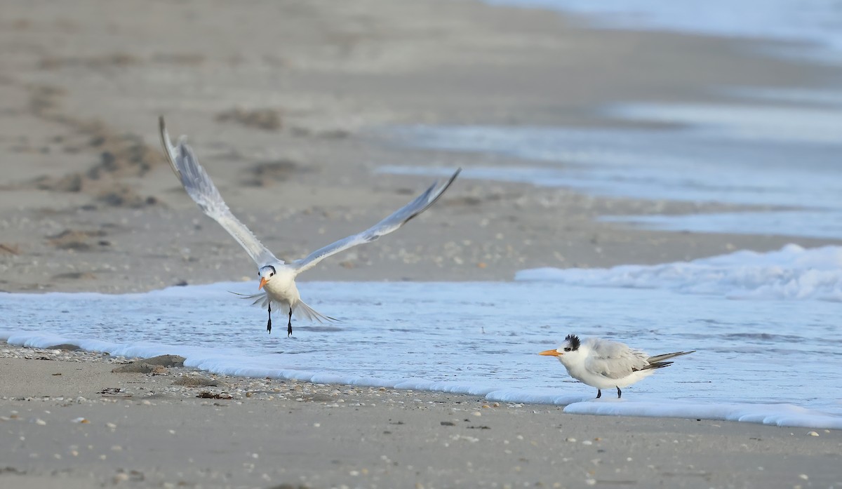 Kral Sumru - ML646603409