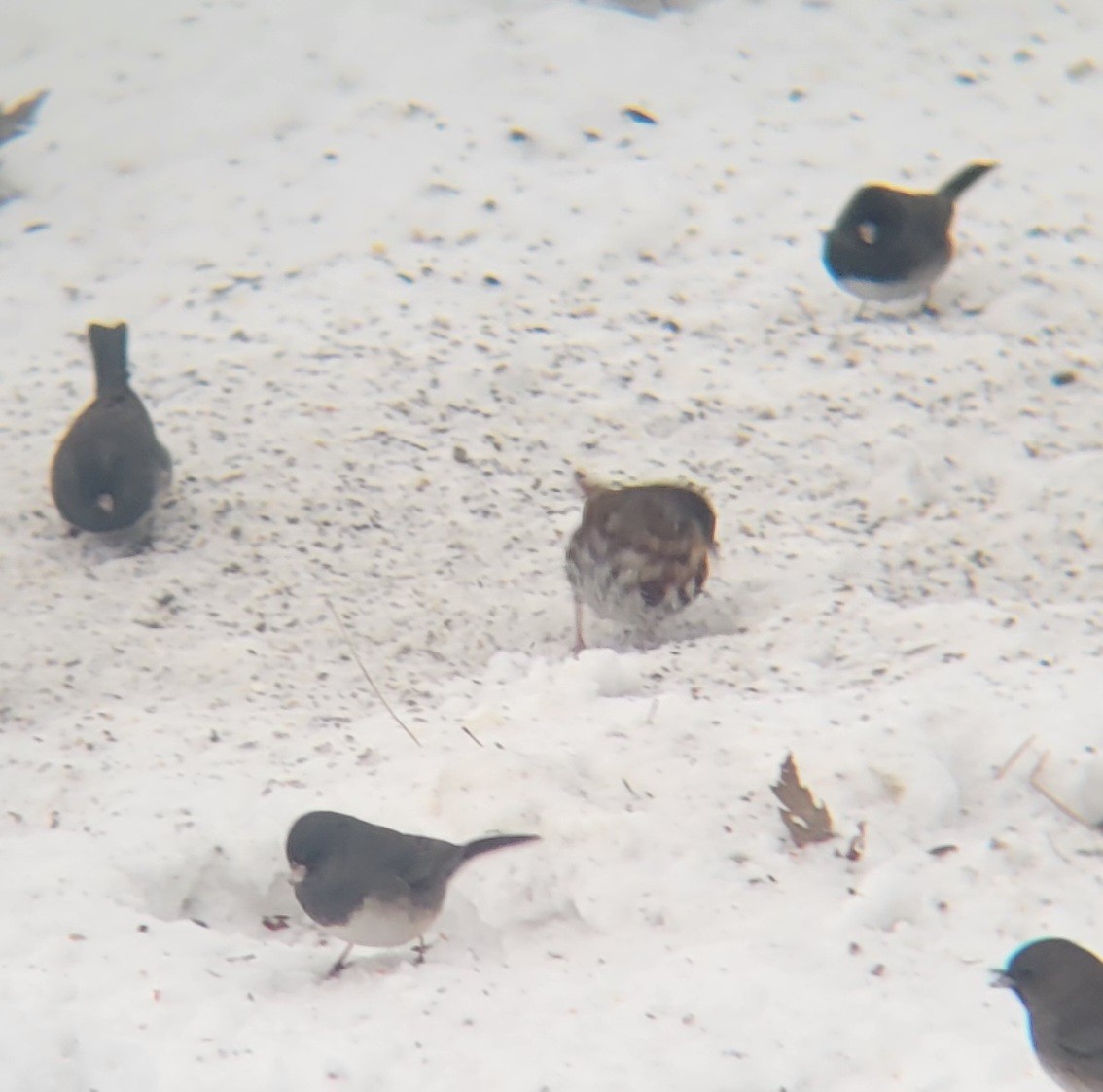 Fuchsammer - ML646603410