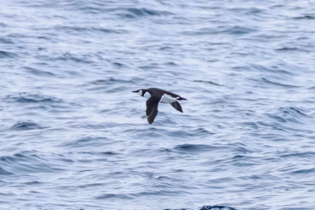 Trottellumme - ML646603411