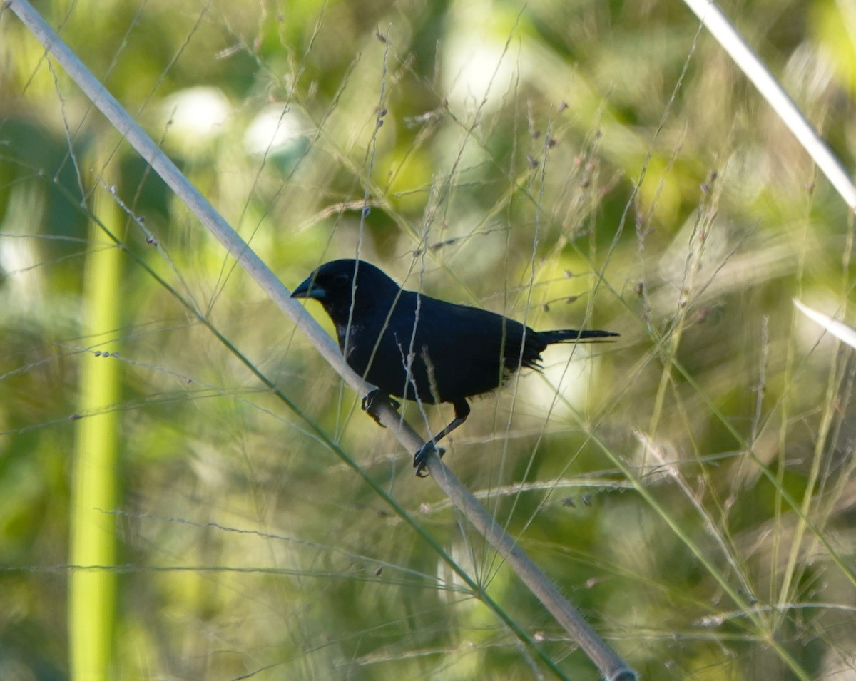 Jacarinitangare - ML646603412