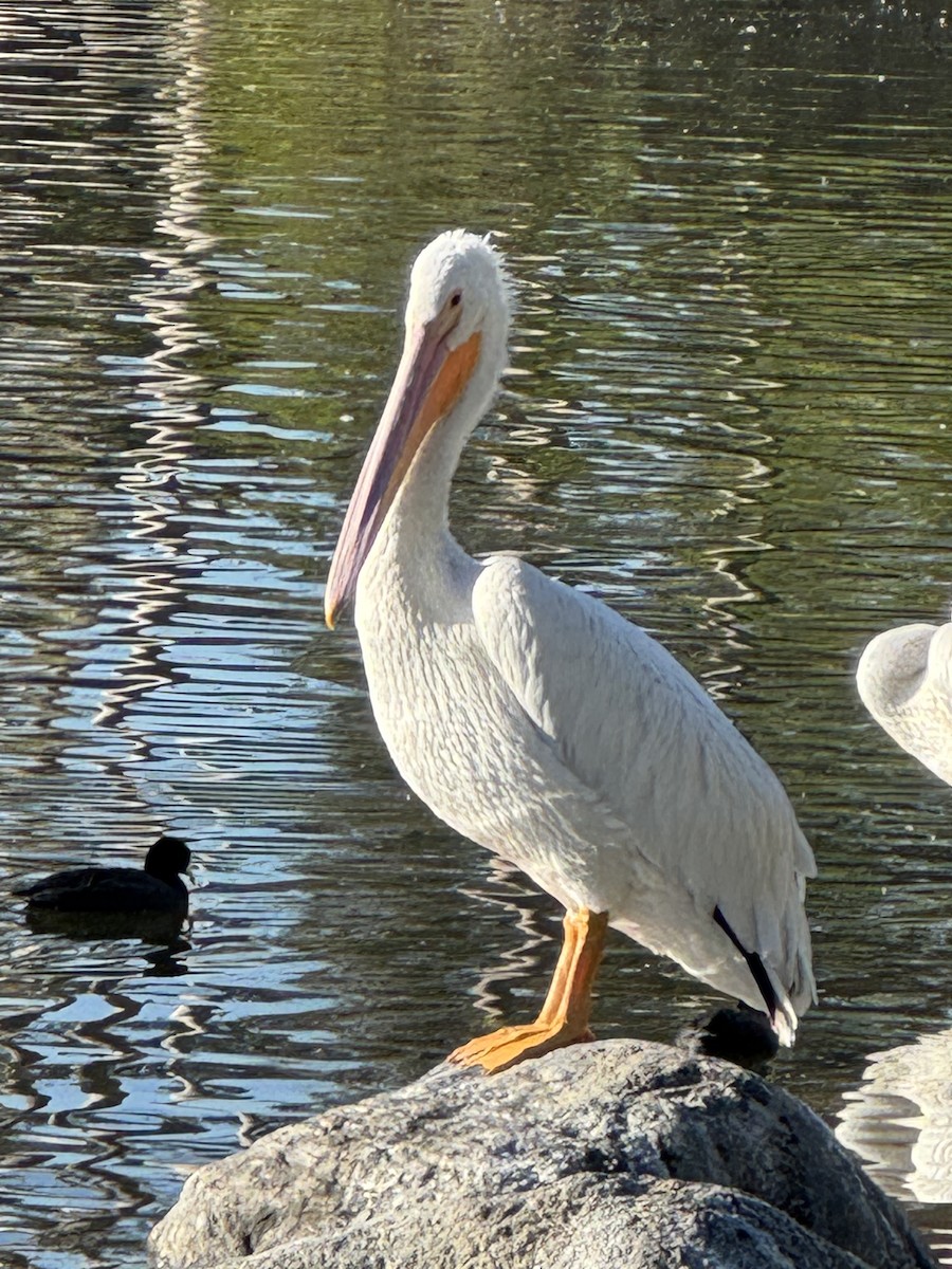 Nashornpelikan - ML646603421