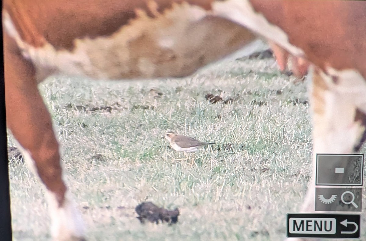 Steppenregenpfeifer - ML646603422