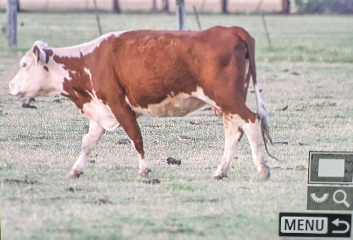 Steppenregenpfeifer - ML646603423