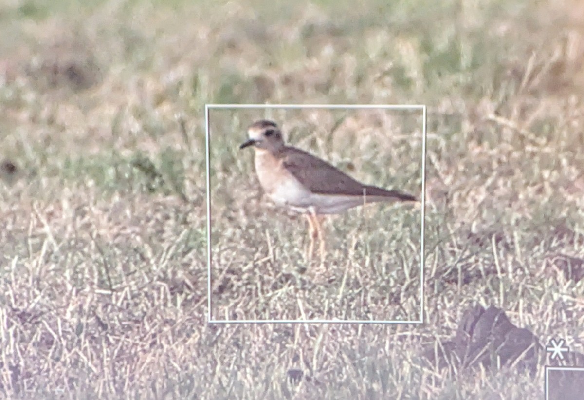 Steppenregenpfeifer - ML646603424