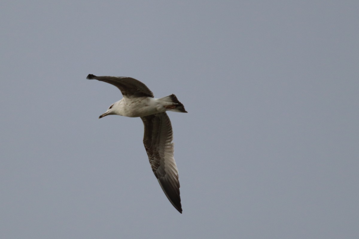 Mittelmeermöwe - ML646603426