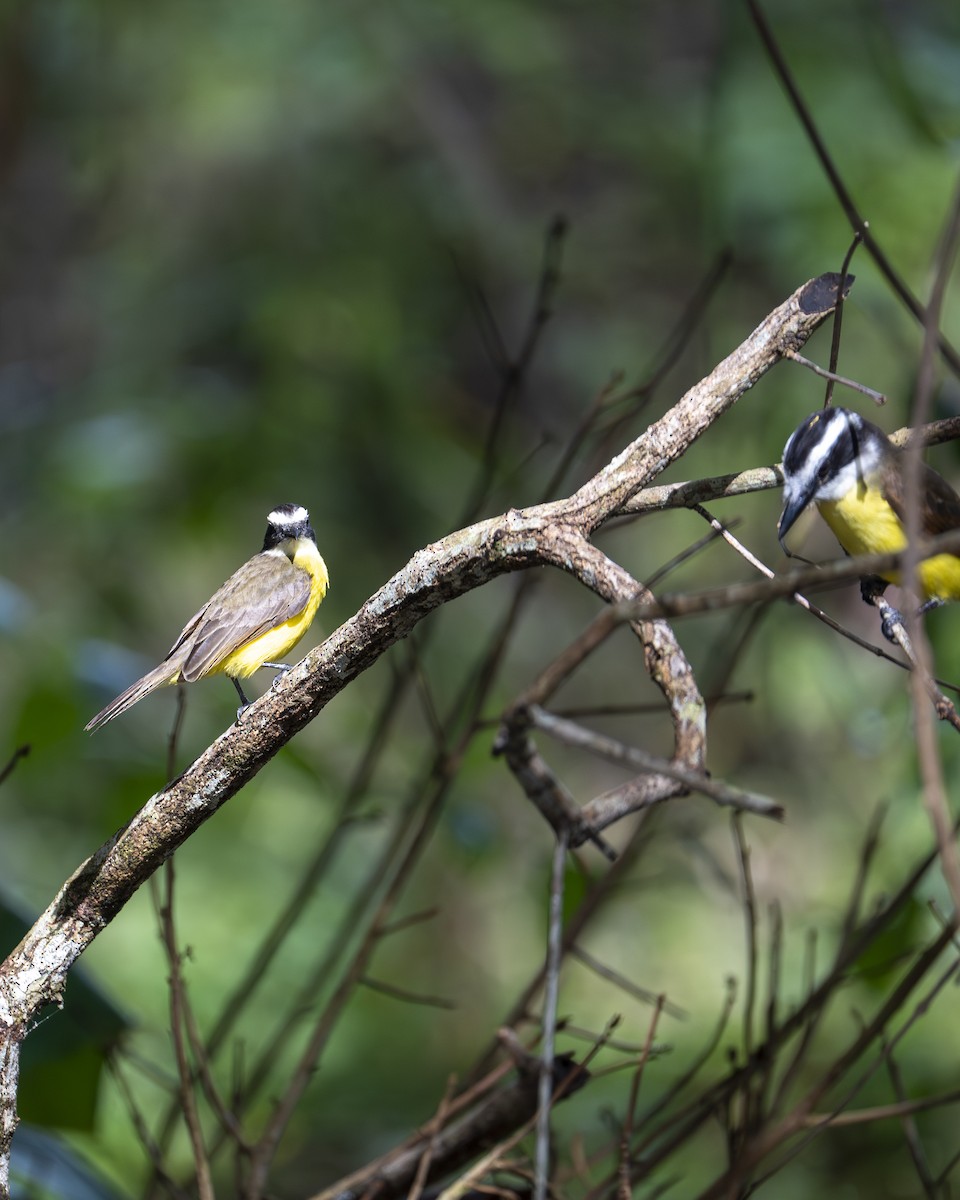 Schwefelmaskentyrann - ML646603428