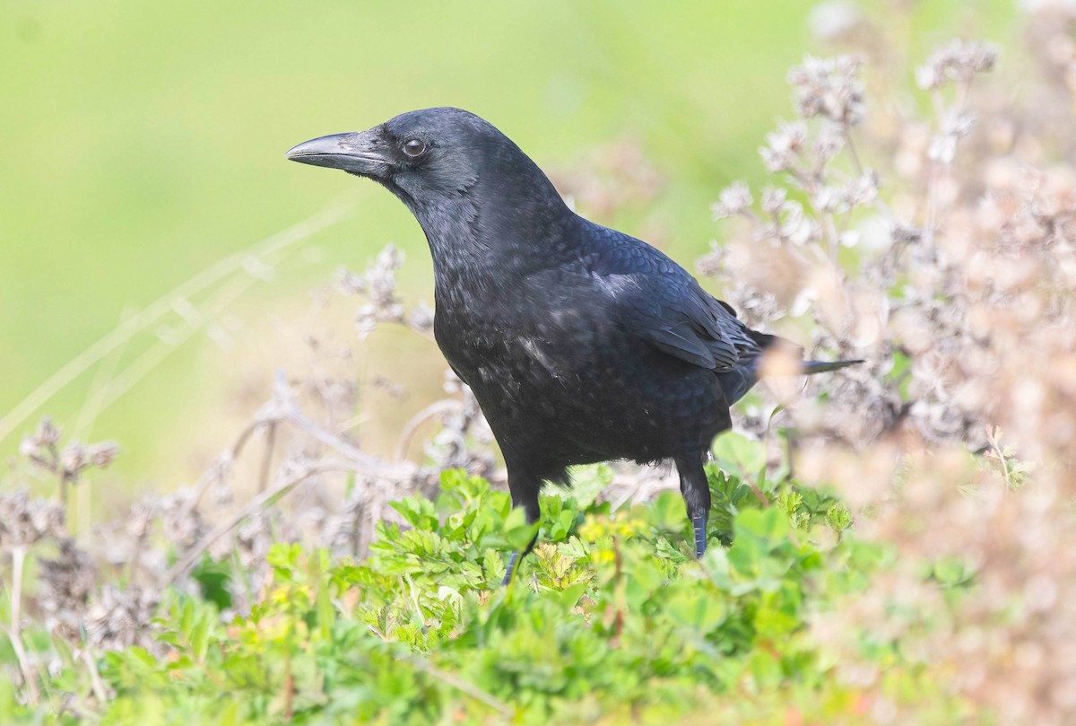 Amerikakrähe - ML646603429