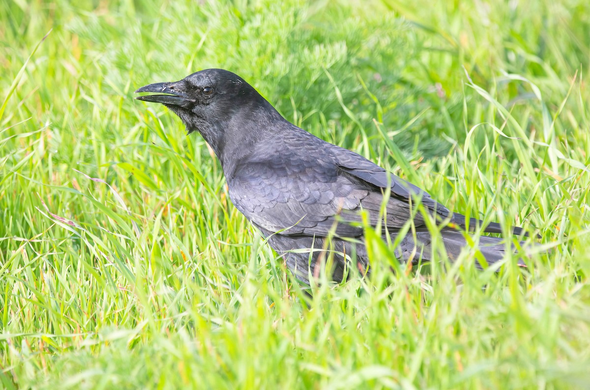 Amerikakrähe - ML646603430