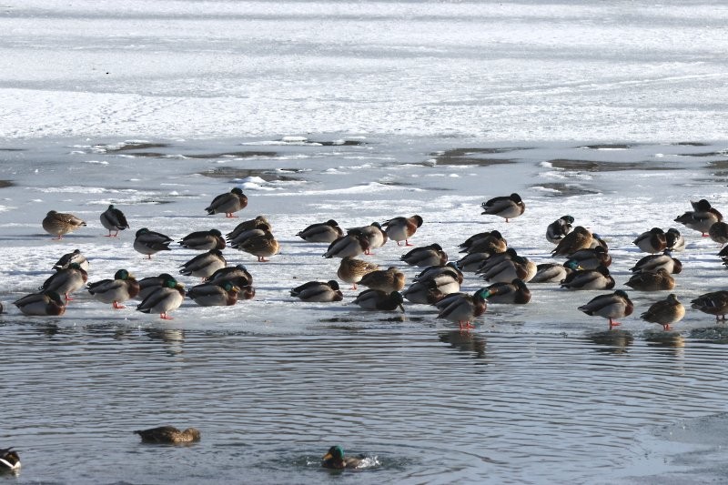 Stockente - ML646603431