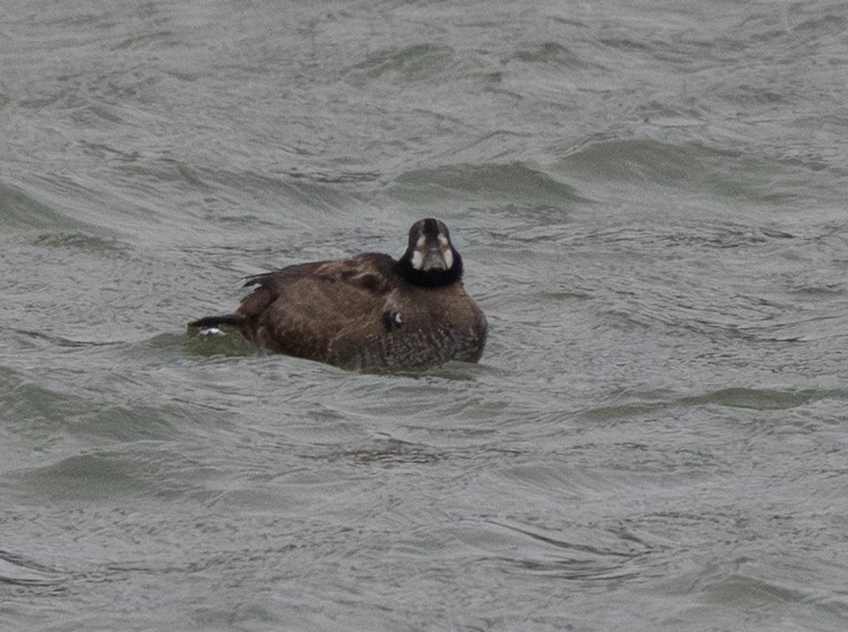 Kragenente - ML646603433