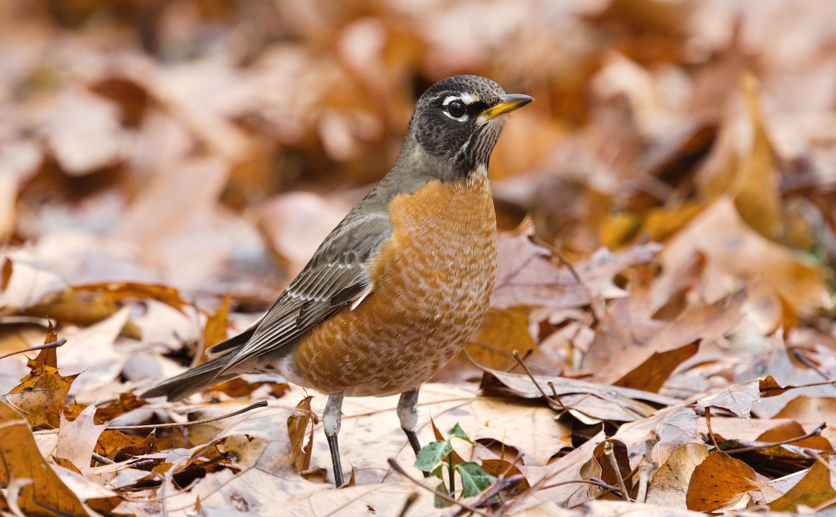 Wanderdrossel - ML646603434