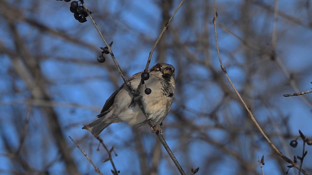 Haussperling - ML646603435