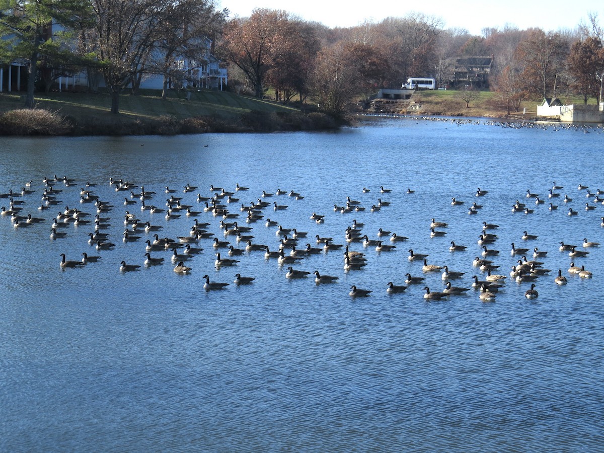 Kanadagans - ML646603436