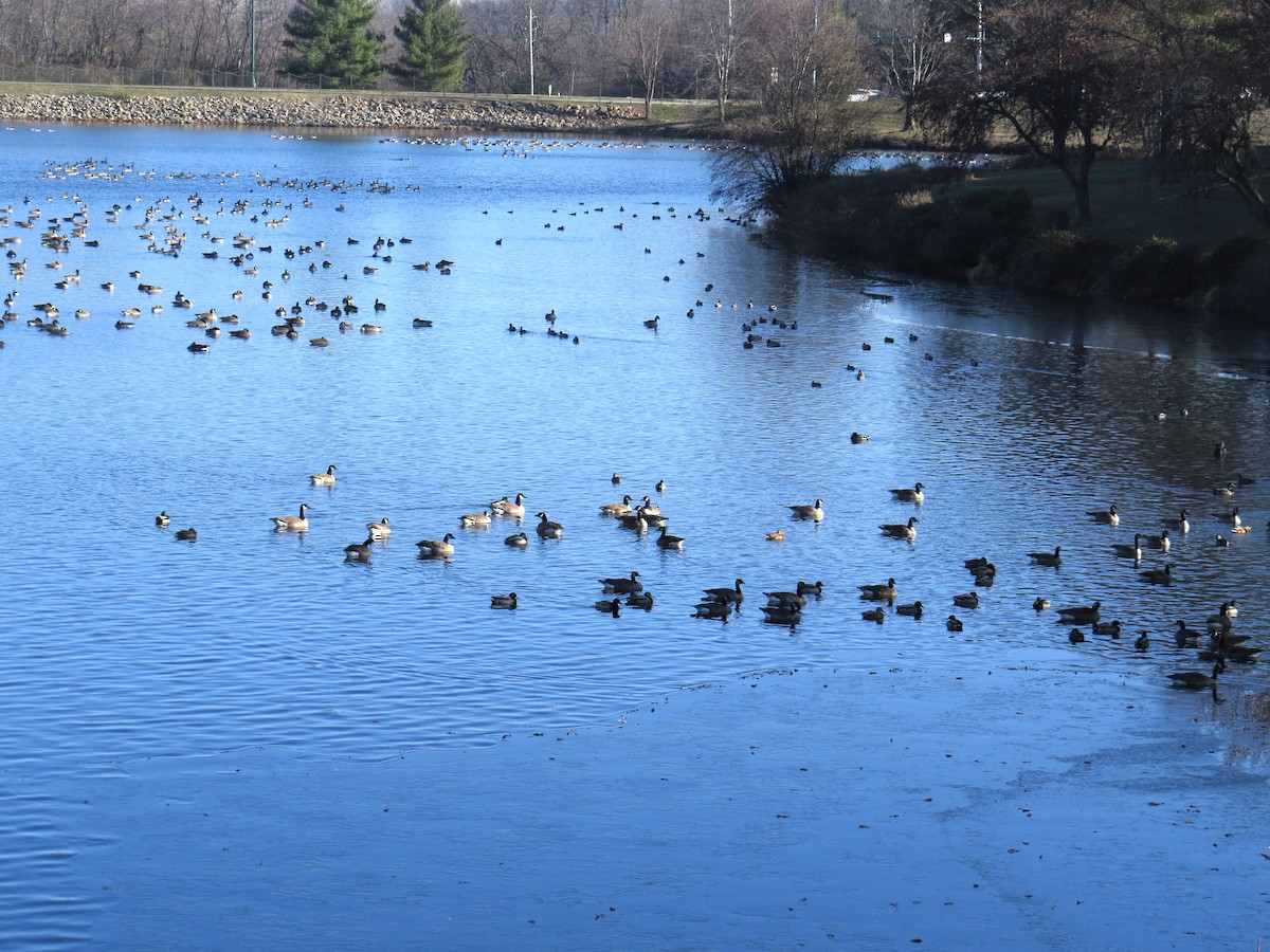 Kanadagans - ML646603437